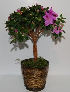 azalea-plant 6" Topiary Azalea Tree