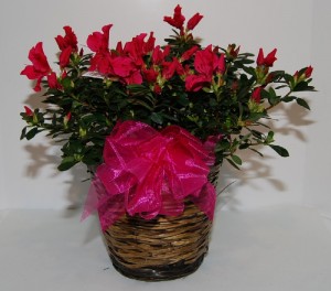 azalea-plant 6' Azalea Bush