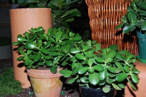 jade