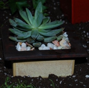 succlent2