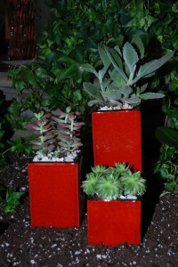 succulents