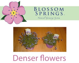 blossom-springs
