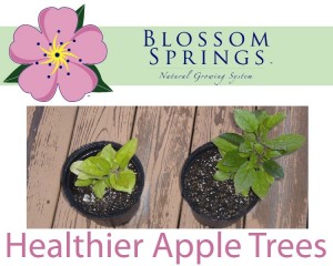 blossom-springs-apple-tree