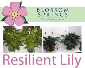 blossom-springs-peace-lily
