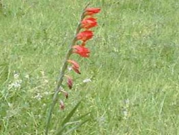 August birthday flower, gladiola, smiths flowers midland mi