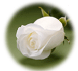 White Rose