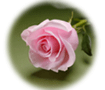 Pink Rose