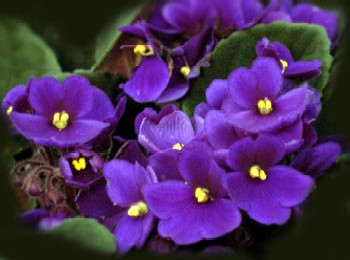 February birthday flower, violet, smiths flowers midland mi