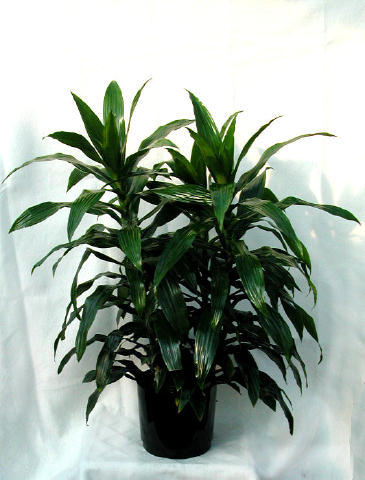 indoor plant organic fertilizer Espoma Organic Indoor Concentrate Houseplant Food main image 1
