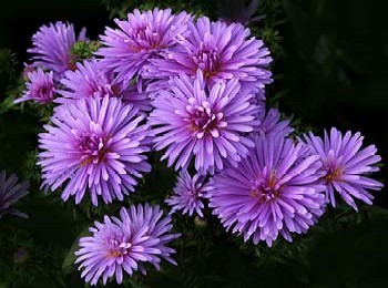 September birthday flower, aster, smiths flowers midland mi