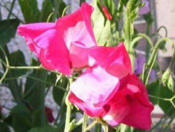 April birthday flower, sweet pea, smiths flowers midland mi