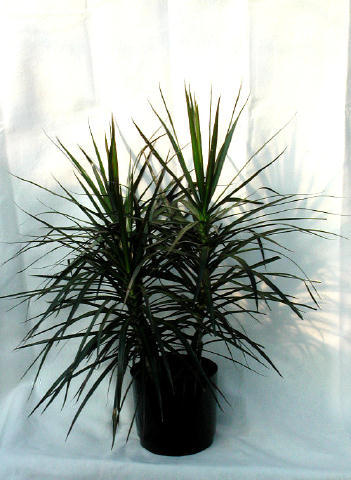 Marginata :: Smiths Flowers