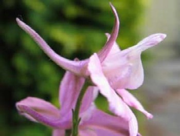 July Birthday Flower, Delphinium, smiths flowers midland mi