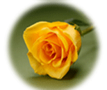 Yellow Rose