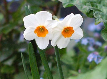 December birthday flower, narcisis, smiths flowers midland mi