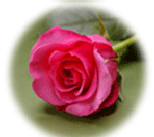 Dark Pink Rose