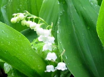 May birthday flower, lily of the valley, smiths flowers midland mi