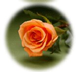 Orange Rose