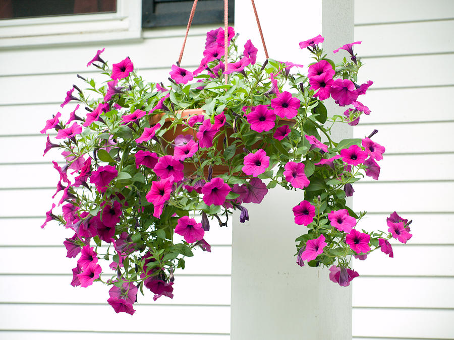 Hanging Baskets Smiths Flowers