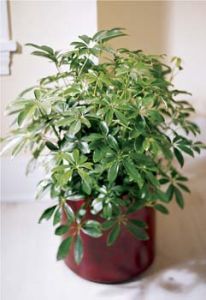 Arboricola