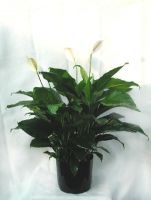 Spathiphyllum