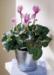 Cyclamen Plant