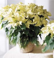 White Poinsettia