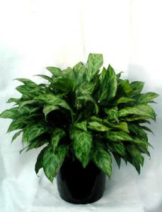 Aglaonema