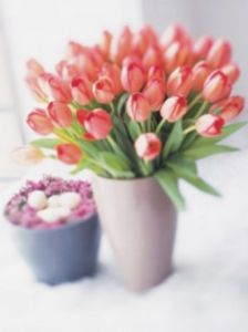 Tulips of Spring