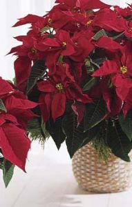 Red Poinsettia