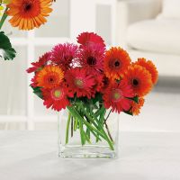 Glorious Gerbera